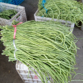 东台麒麟西瓜头茬无籽，有籽都有