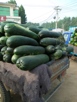 山东郯城黑优大冬瓜：红花镇乔计开