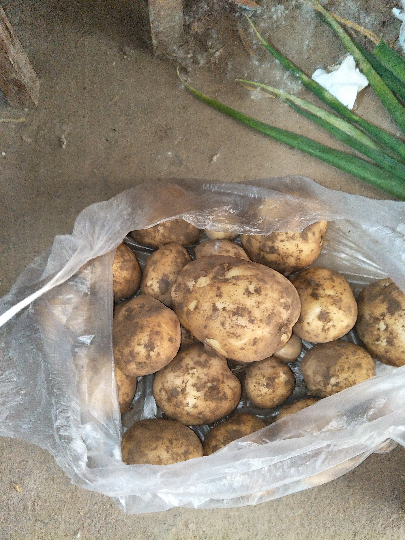 5月到6月上市            	中薯系列河南省商丘市睢阳区勒马乡刘汉