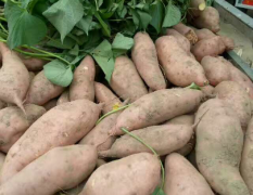 藁城区红薯面积大品种好 3量以上通货