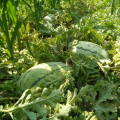 西农8号，自己种植百亩瓜田现已成熟