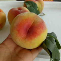 转业卖确砀山特产各种水果瓜