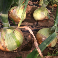 洋葱即将上市，品种有紫皮，黄皮