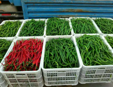 辣椒种植面积大，品种有北京红，油椒
