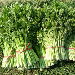 美国西芹高60公分左右，粗细均匀
