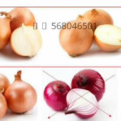 本人客户朋友需要大量单芯黄洋葱