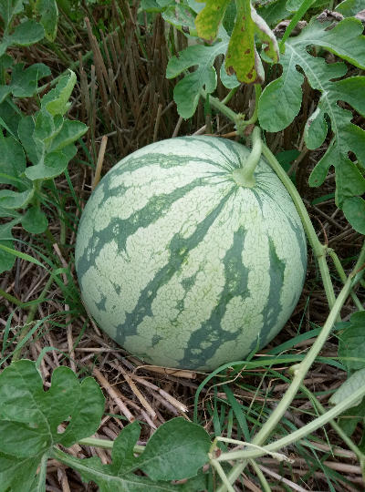 花皮无籽价格