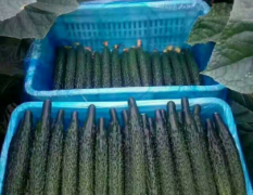 山东莘县最新黄瓜品种D25。8月10号上市