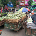 陆地西瓜已大量上市，品种有春光六二，花瓜无
