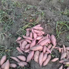 南站镇红薯经营 出售精品龙薯九红薯