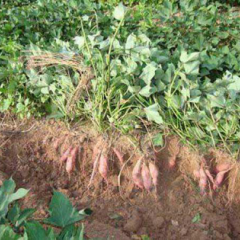 现有百亩龙署九号红薯和晏薯求收购，_欣欣农村合作社