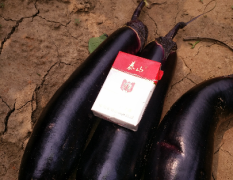 汶上县杨店镇蔬菜基地现有有茄子