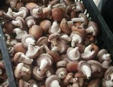 葫芦岛本地区香菇，品种0912硬质菇