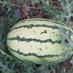 靖远县金花1号~金城5号