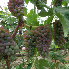 茉莉香葡萄成熟了