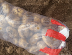 内蒙古喀喇沁旗大量土豆上市品种齐全
