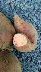 2017河南红薯品种有龙署九号，西瓜红