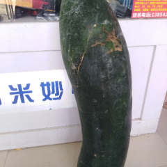 五百吨冬瓜既将上市，瓜型优美