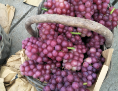 河南省鲁山县巨峰葡萄成熟了，颜色鲜亮