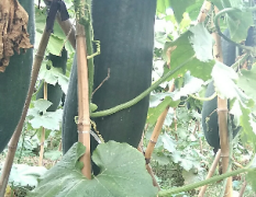 冬瓜的种植基地，主产品冬瓜，黑皮吊冬瓜
