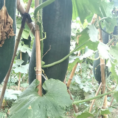 冬瓜的种植基地，主产品冬瓜，黑皮吊冬瓜