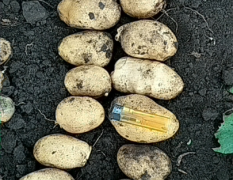 土豆大量上市品种有延暑四土豆