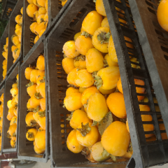 2015费县柿子收购工作全面开展