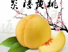 炎陵县美脆桃正值开园季，自家果园