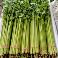 聊城市于集镇杨金钟：山芹(小香芹)