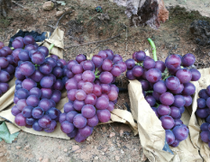 本地葡萄属于山岭地区种植 巨峰葡萄