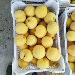 山东省沂源县优质黄桃  黄金桃半斤以