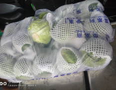 江南市场 甘蓝是市场销量前几的蔬菜