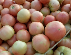 河南省商丘市民权硬粉西红柿，正在大量上市中