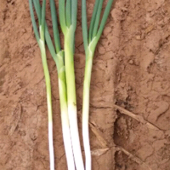 大葱历史悠久，大葱质量优