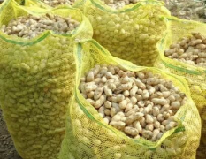 沭阳疏果合作社带壳新鲜花生，产地直接发货
