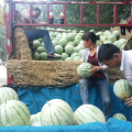 大量供应花无籽黑无籽西瓜