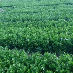 禹城芹菜大量上市了