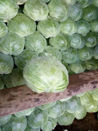 清苑春夏秋包菜大量上市了 欢迎前来收购