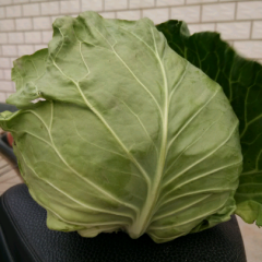 河北清苑中甘21甘蓝：西王庄王鹏伟