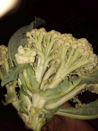 有机花菜大量上市，另有包菜，白菜