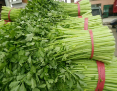 徐州北蔬菜基地，芹菜大量上市了