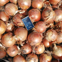 黄皮洋葱8零起步无烂葱，不脱皮