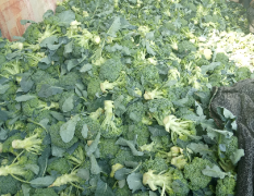 铜山区郑集蔬菜基地十月底西兰花大量上市
