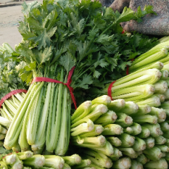 沂南县 ，我地芹菜已经上市