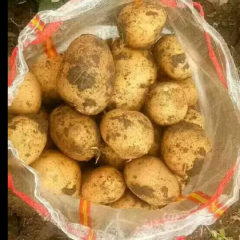 延暑四号土豆麻皮黄瓤，个头匀称