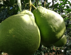 江永香柚产量明显减产百分之七十