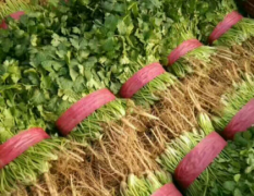 河南滑县万亩香菜生产基地 大叶香菜适合走市场