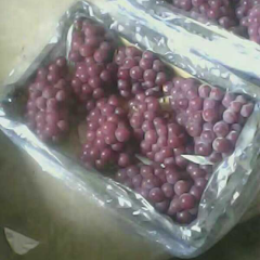 大量冷库存储葡萄，串型紧，颗粒大