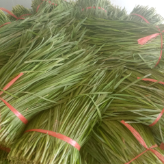 河北石家庄藁城区里庄产地