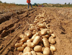 陕北马铃薯种植地区